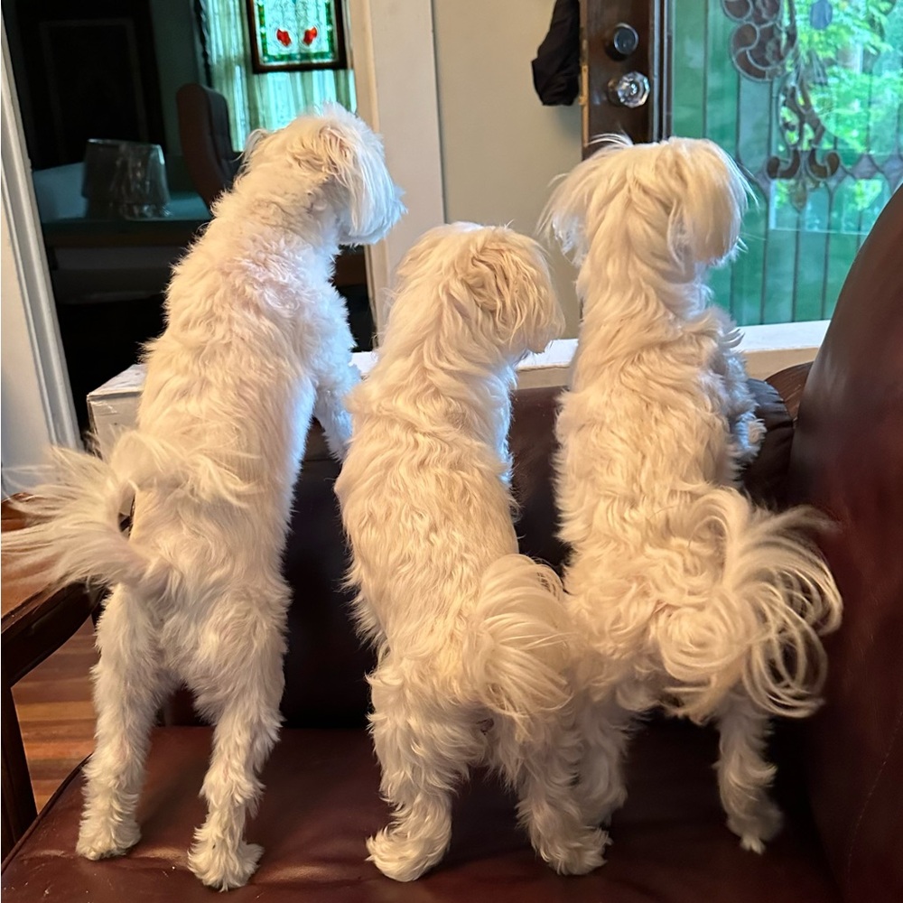 Meet your Posher, Gina